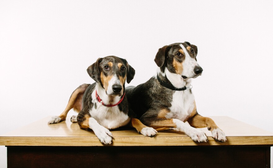 The Duponts expected only one puppy, but the lab in South Korea eventually got three viable embryos from the cloning process. The first puppy died right away from distemper, but Ken and Henry both seem healthy.