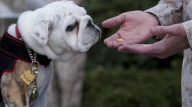 Pfc. Chesty XIV, official mascot of the Marine Corps in-training, stares at golden eagle, globe and anchor emblems during an emblem presentation ceremony at Marine Barracks Washington, D.C., April 8. 