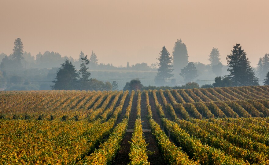 Smoke from wildfires, like this lingering cloud in Sonoma County, Calif., in October, may be responsible for creating an off taste in wine.