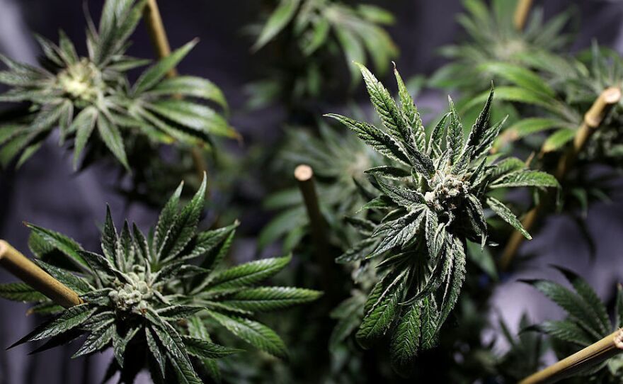 A marijuana plant is displayed during the 2016 Cannabis Business Summit & Expo last month in Oakland, Calif.