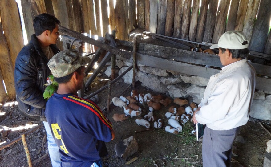 Peruvian farmers talk to a staff member of the aid group World Neighbors about getting a loan to invest in their guinea pig farm.