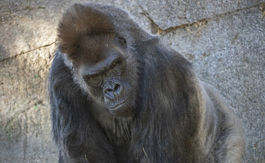 One of the eight gorillas in the troop at the San Diego Zoo Safari Park in California. Some of the gorillas contracted the coronavirus earlier this month. One of the older gorillas received monoclonal antibody therapy as part of his treatment.