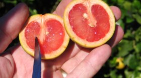 A Red Flame grapefruit affected by the disease known as citrus greening, which leaves fruit sour, malformed and unusable -- and eventually kills the tree.
