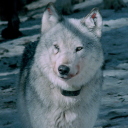 'Lost Wolves of Yellowstone'