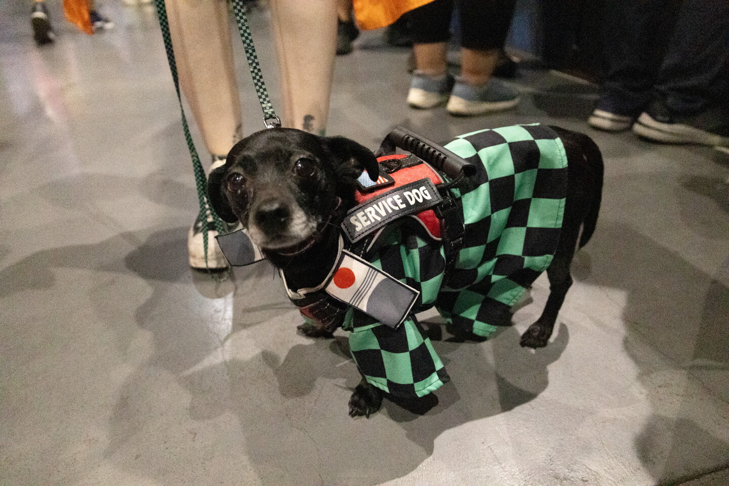A service dog dressed to impress at Comic-Con, April 23, 2026.