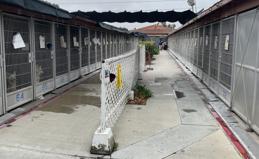 Dog kennels at the San Diego County animal shelter in Bonita with water runoff after a worker cleaned them with a hose on June 3, 2025.