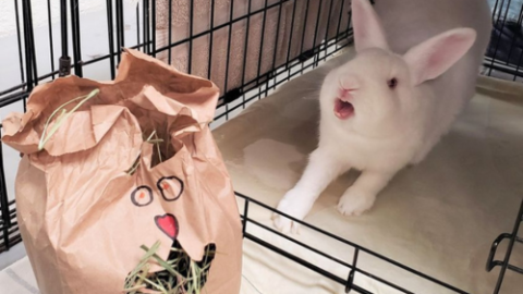 Crafting for Critters