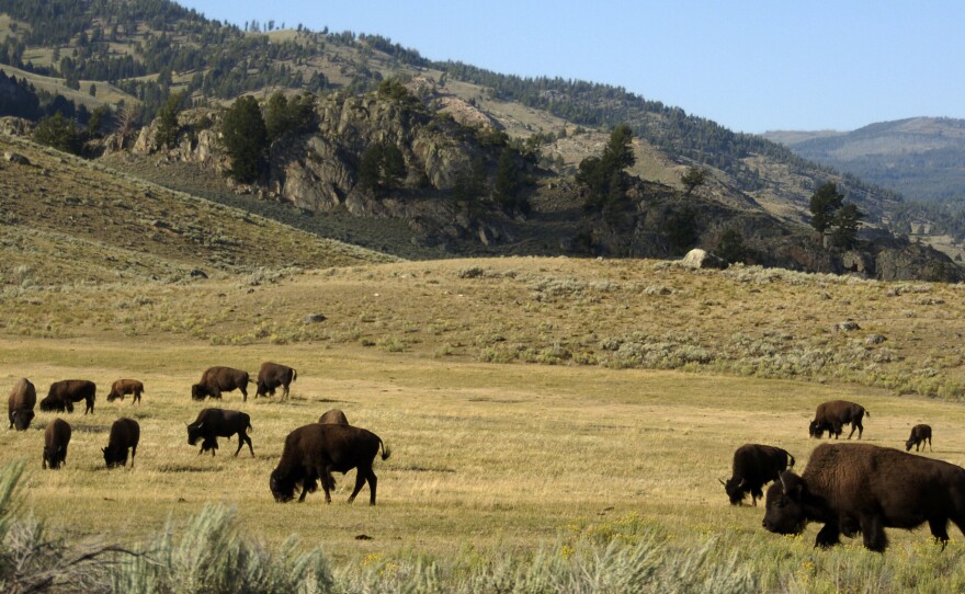 A herd of bison grazes in the Lamar Valley of Yellowstone National Park on Aug. 3, 2016. The park's superintendent has bumped heads with the Trump administration over how many bison the park can sustain.