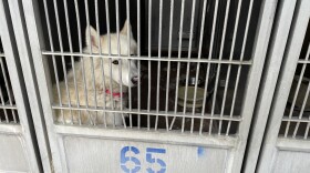 A dog in a kennel at the San Diego County animal shelter in Bonita on June 3, 2025.