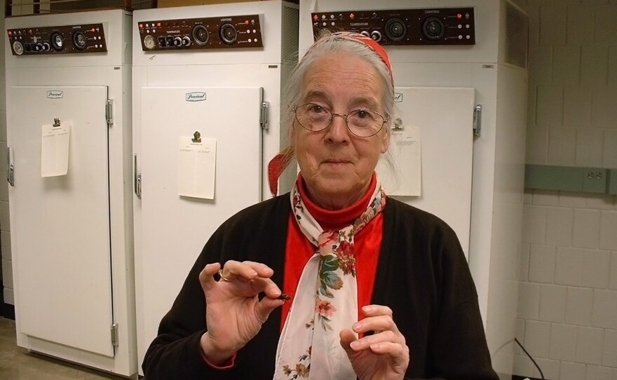 Professor Barbara Stay discovered that the liquid from a mother cockroach crystallizes in the guts of its babies.