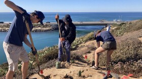 Warren Bergman, Brandon Edens and Samantha Campbell are planting prickly pear cactus on a bluff over the Agua Hedionda Lagoon in Carlsbad on Nov. 9, 2023.