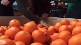 Volunteers sort oranges at Feeding America San Diego. 