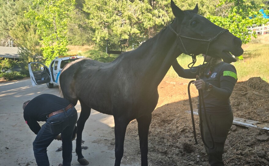 One of 165 horses found on the Villa Chardonnay property is shown on May 1, 2026.