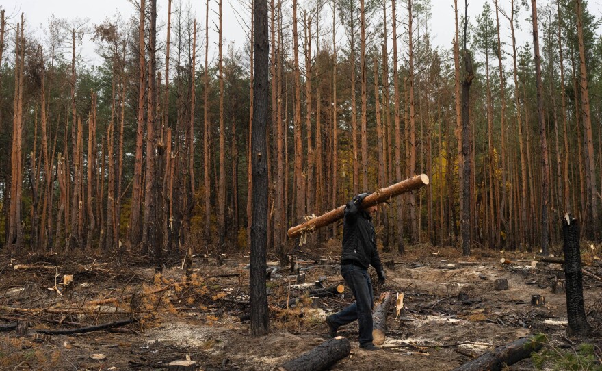 A man carries wood out of an area west of Izium that was substantially damaged under Russian occupation. While unpermitted logging is punishable by fines, people still need the wood.