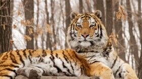 Raised in captivity, this adult male tiger is seen lying on a man-made lookout. As in the wild, he uses this high point to sit and watch across his territory. In the wild he would use cliffs, even large trees and hill tops in Victor Yudin's tiger neclosure, Spassk, Primorsky Krai, Russia. 