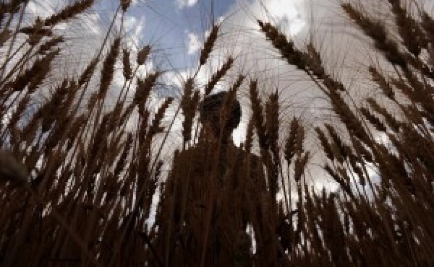 An Afghan farmer harvests wheat