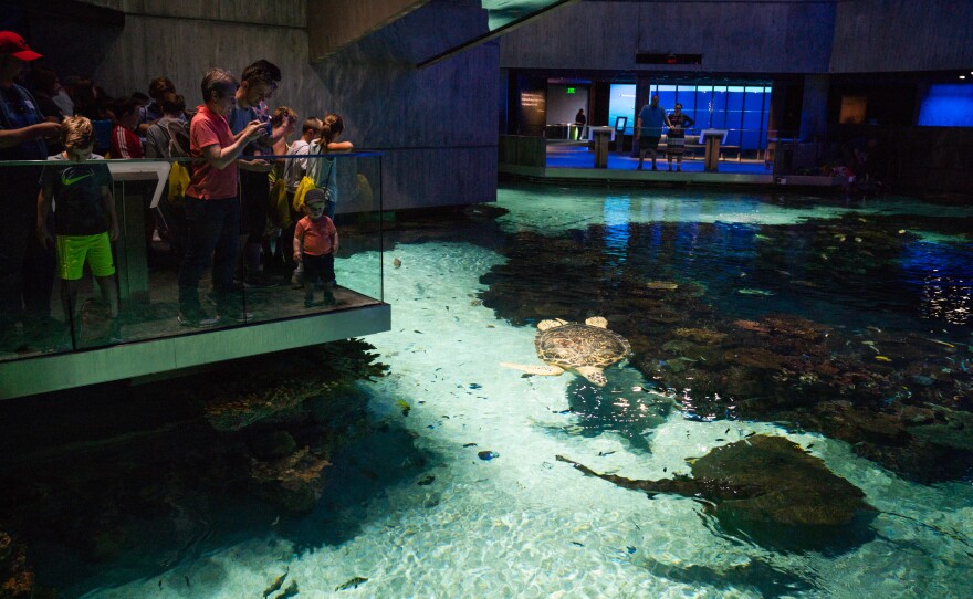 Visitors watch creatures swim inside the aquarium including Calypso, a three-legged green sea turtle.