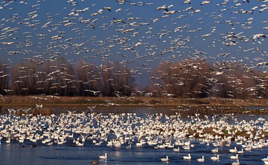Hundreds of thousands of Snow Geese flock to restored wetlands within the Colusa National Wildlife Refuge. This is a key stopover site for the Pacific Flyway. Historically the central valley of California had millions of acres of seasonally flooded wetlands; more than 90 percent have been destroyed in the last century.