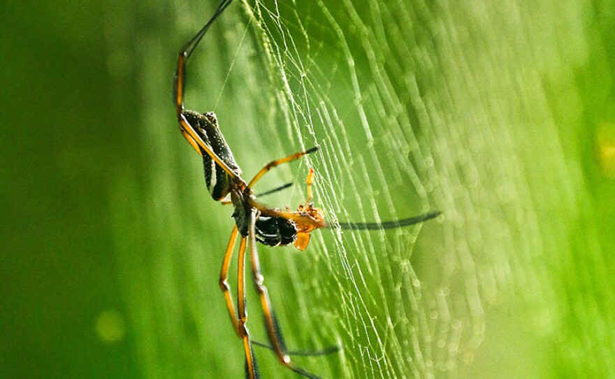 A Golden silk orb-weaver (genus Nephila) on its web. Yasuni Biosphere Reserve, Ecuador.