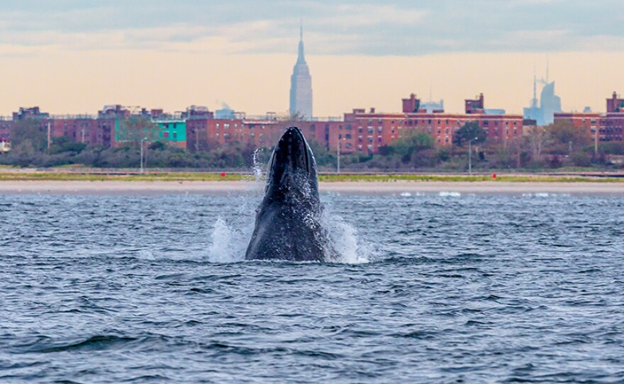 A humpback whale spyhops off Rockaway Peninsula with the Empire State Building in the background Sept. 23, 2013 in the Rockaway Beach neighborhood of the Queens borough of New York City.