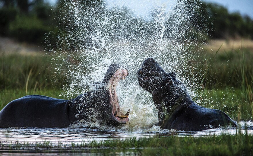 Two Hippos fighting in a spillway, most likely over territory. Okavango Delta, Botswana. 