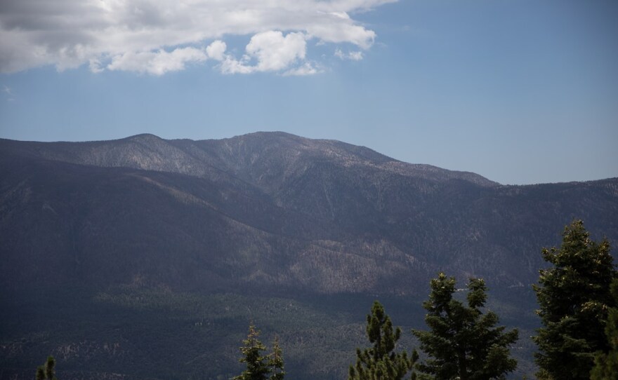 The Lake Fire burn scar is still home to a lot of living shrubs and dead trees seven years later, leading some Forest Service officials to wonder if high-intensity fire has permanently converted this hillside from forest to shrubland. July 26, 2022.