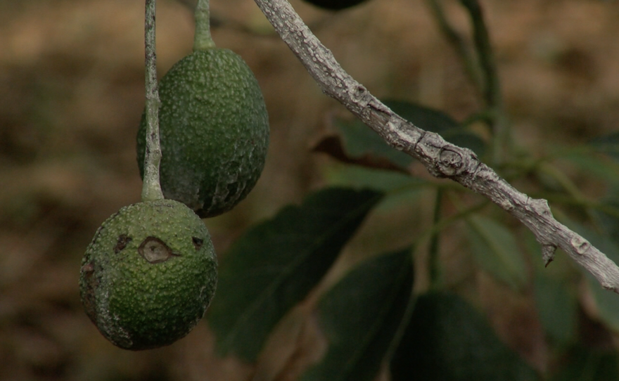 Damaged avocados hang on a tree in Fallbrook, Oct. 27, 2016.