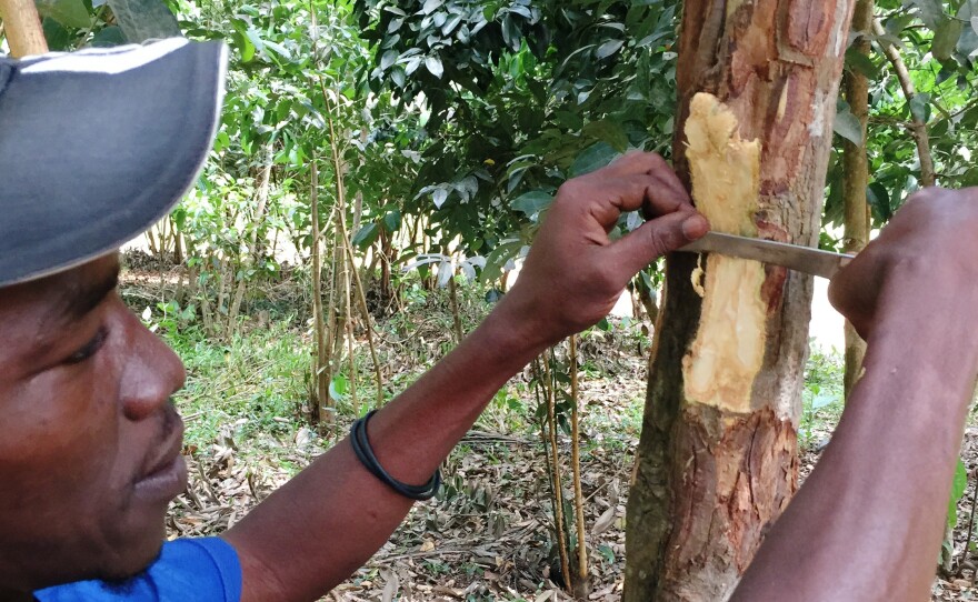 A spice farmer on the island of Zanzibar off the coast of Tanzania shaves off bark of the cinnamon tree.