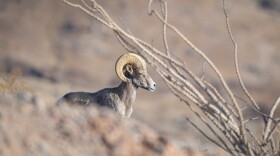 A bighorn ram