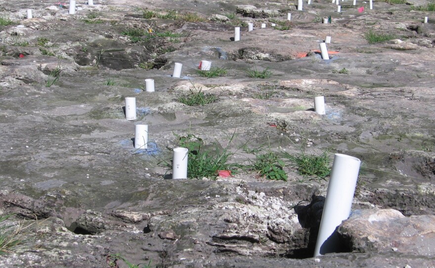 A series of postholes sit on a site that some call a major archeological find, once home to a Tequesta village. A developer wants to build on the site, but agreed to preserve the village.