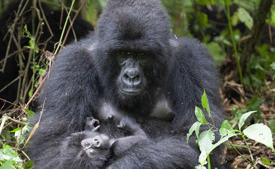 Mountain Gorilla (Gorilla beringei beringei), Democratic Republic of the Congo. Gorillas are highly social, living in groups of around 10 individuals on average. The silverback is a powerful guardian who rules over his family group.