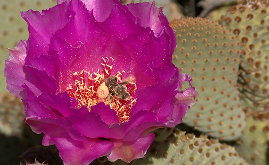 Desert bumble bee on a flowering cactus.