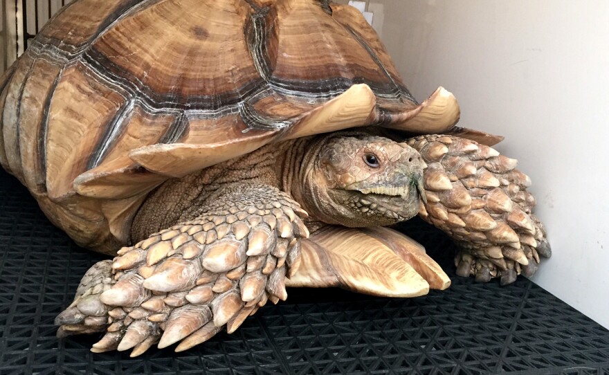 Tank, a pet 75-pound tortoise, survived the Los Angeles Sand Fire after his owner were forced to leave him behind.