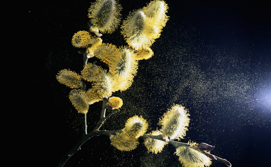 Allergies to pollen are often worse in spring, and could get even worse as temperatures rise. Many people are allergic to the fine and powdery pollen shed by trees, including willows.