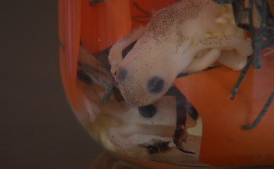 This jar holds a number of chytrid fungus victims. Pessier collected them from Central America, where frogs have been hit hard by the infection.
