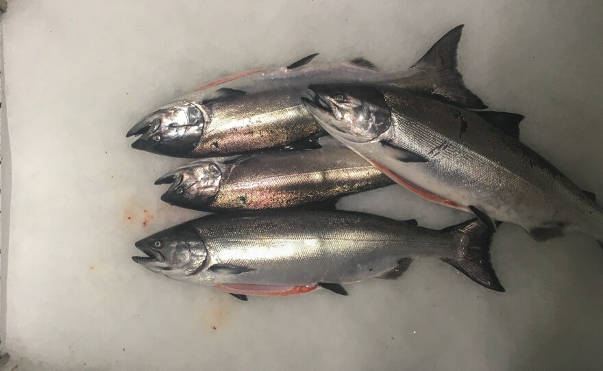 In "The Fish on My Plate," author and fisherman Paul Greenberg sets out to answer the question "what fish should I eat that's good for me and good for the planet?" As part of his quest to investigate the health of the ocean — and his own — Greenberg spent a year eating seafood at breakfast, lunch and dinner.