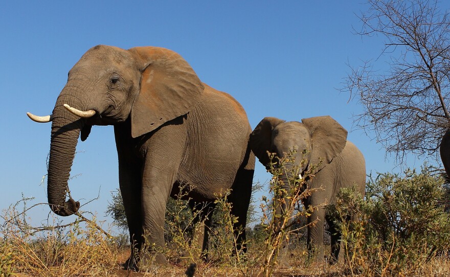 A herd of elephants at the Mashatu game reserve on in Mapungubwe, Botswana, in 2010.