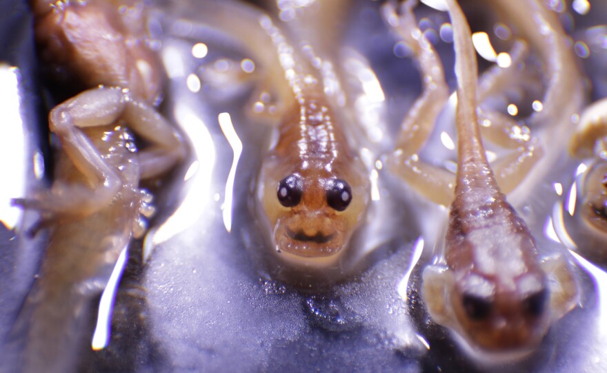 Preserved tadpoles of Frankixalus jerdonii, which scientists say represents a new genus, are seen at Systematics Lab at the University of Delhi.