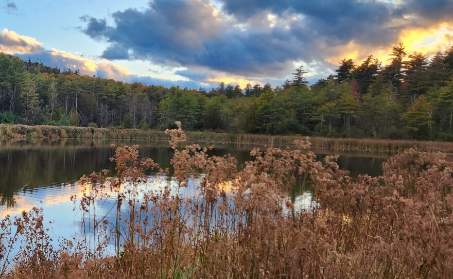 New York's Adirondack Park has seen a dramatic "rewilding" over the last century, designed to protect habitat. Welz believes projects like this all over the world could help ecosystems heal.