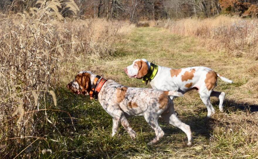 Dogs of the Bracco Italiano breed.