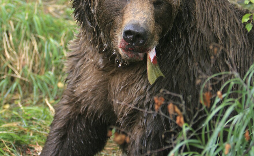 Decaying leftovers from this Alaskan brown bear's meal add helpful nutrients to the soil.