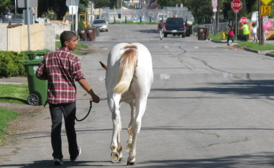 A young man leads his horse down the streets of Richland Farms.