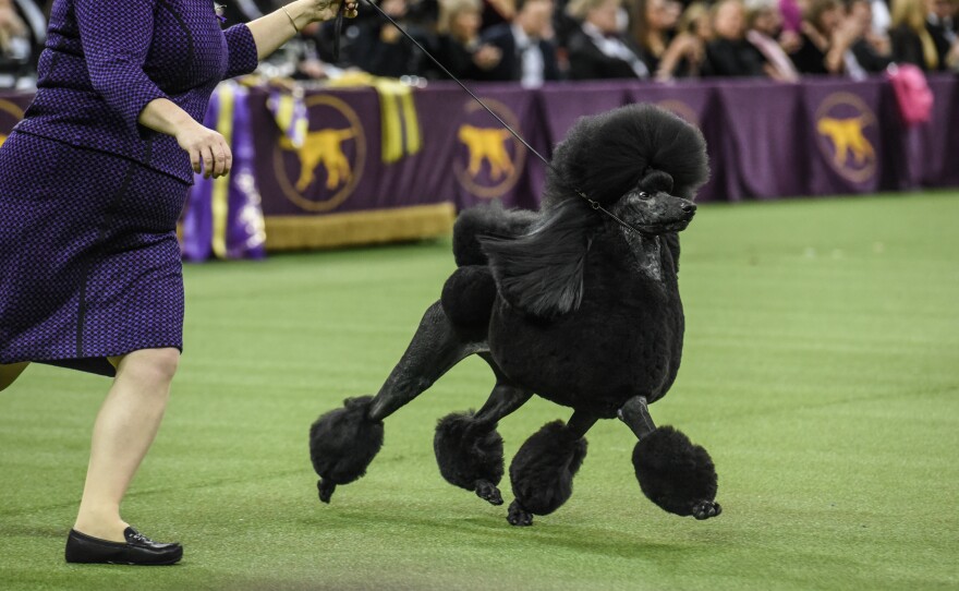 Siba is America's top dog after taking the Best in Show award Tuesday at the Westminster Kennel Club dog show in New York.