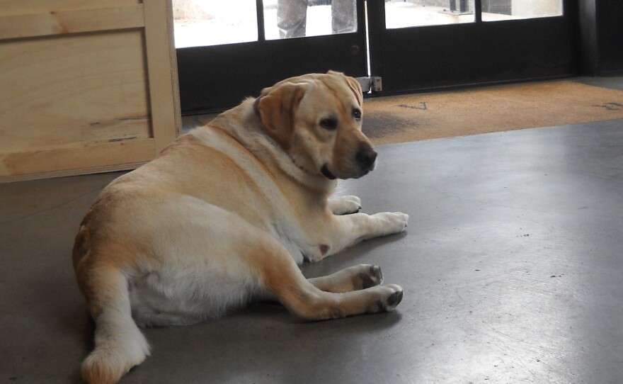 Tank relaxes in the lobby of RSA Films in Los Angeles. About a dozen dogs accompany their owners to the RSA office each day.
