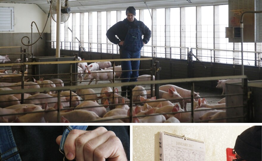 Top) Ryan Kress inspects the youngest pigs. They're about 35 pounds each, with pink snouts and ears and white coats.(Bottom left) Suiting up in a pair of denim overalls. (Bottom right) Kress records information after each visit.