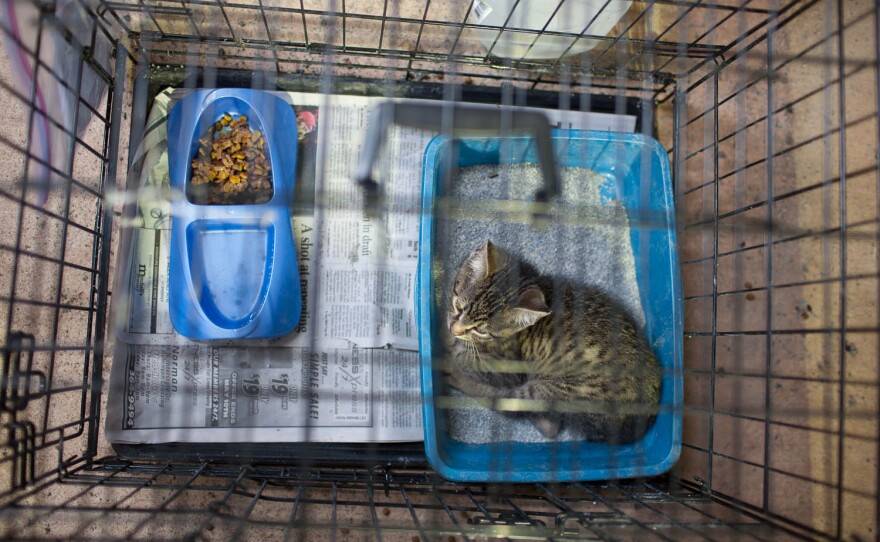 More than 60 cats and dogs have been brought to the shelter. They are put in crates and assigned generic identifiers.