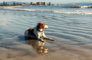 Zoe a brittany watches the waves at Coronado dog beach on January 25, 2026.