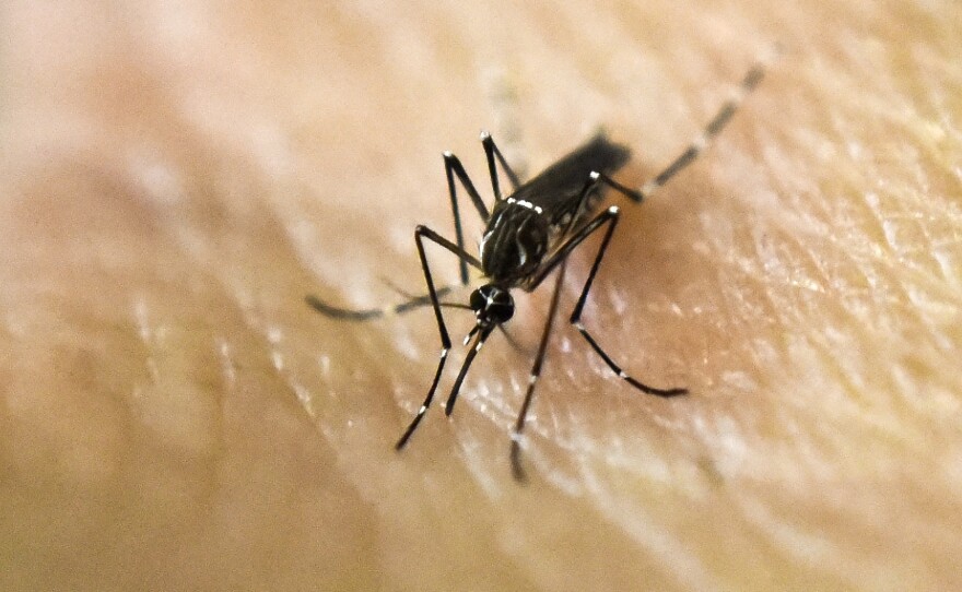 A mosquito lands on human skin in a research lab in Cali, Colombia.