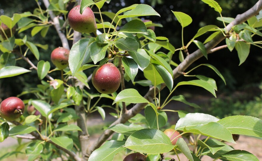 Pears ripen on the tree at the Awbury Arboretum Food Forest, one of the 48 sites of the Philadelphia Orchard Project.