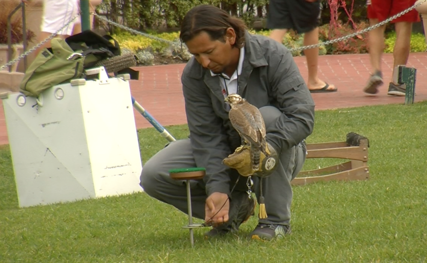 Jorge Herrera with one of his falcons at the Hotel Del Coronado.